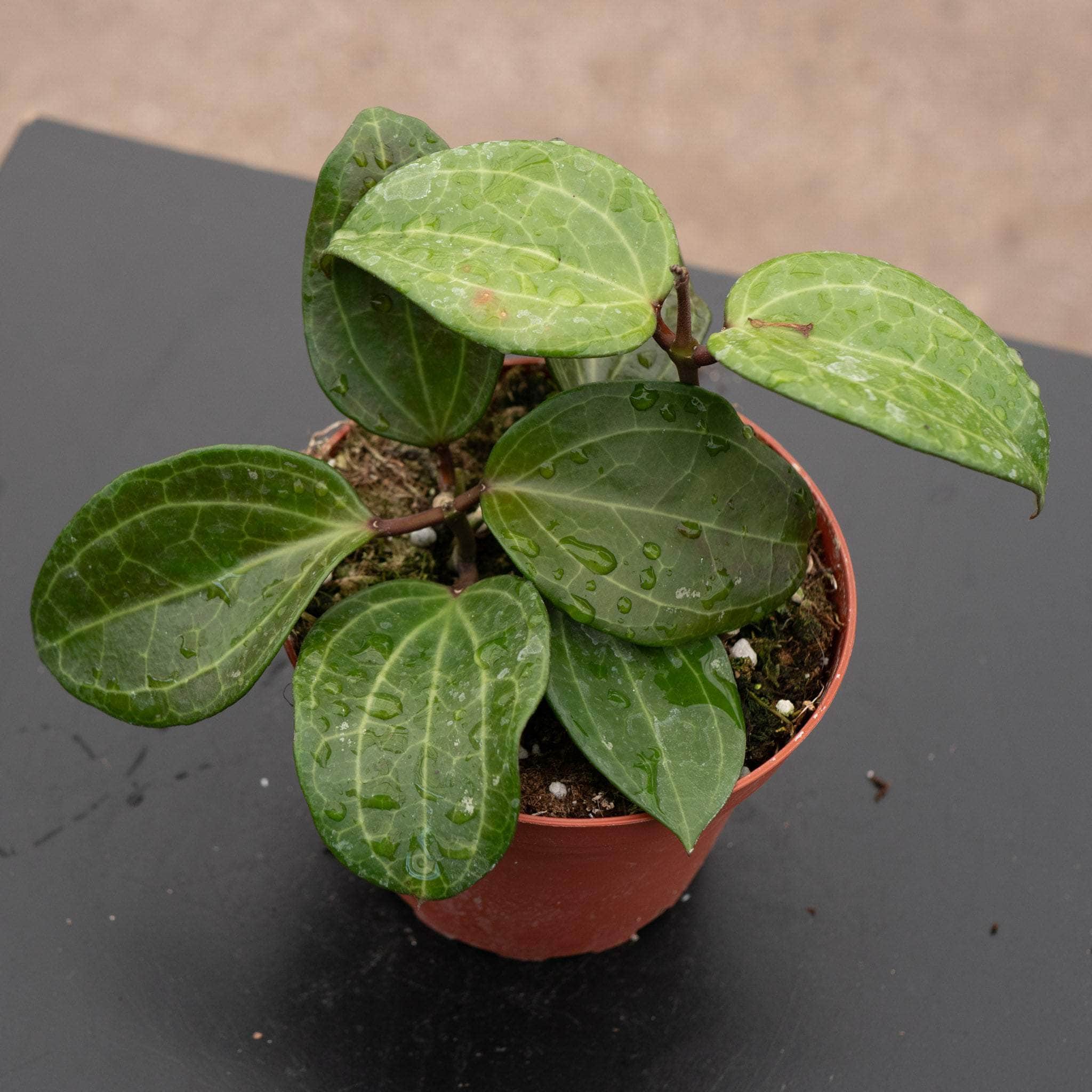 Hoya sp. Sulawesi (GPS 8867) - Gabriella Plants