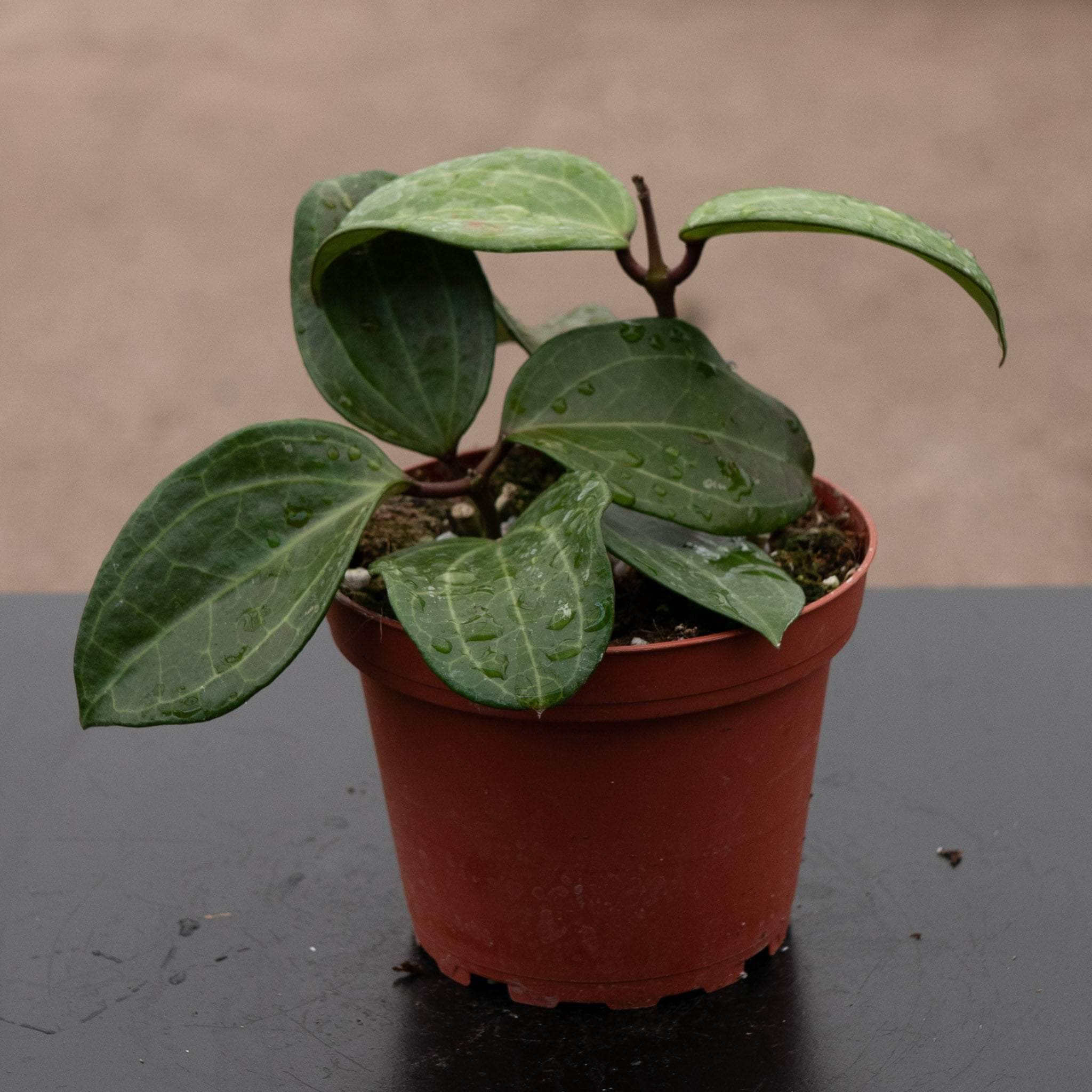 Hoya sp. Sulawesi (GPS 8867) - Gabriella Plants