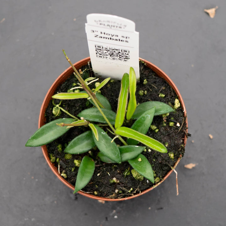 Gabriella Plants Hoya 3" Hoya sp. Zambales