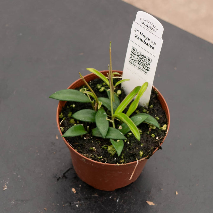 Gabriella Plants Hoya 3" Hoya sp. Zambales