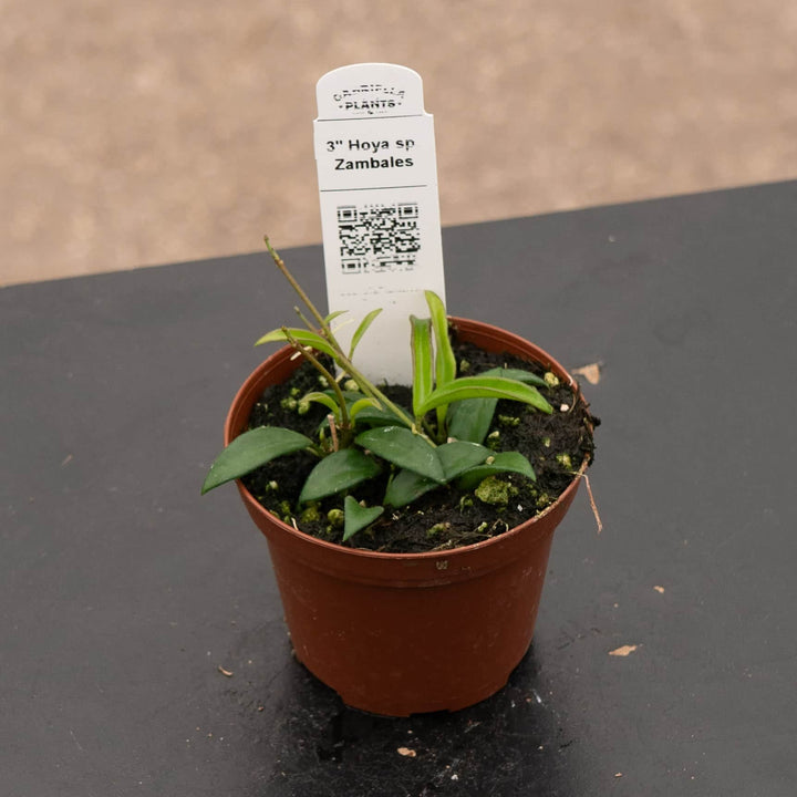 Gabriella Plants Hoya 3" Hoya sp. Zambales
