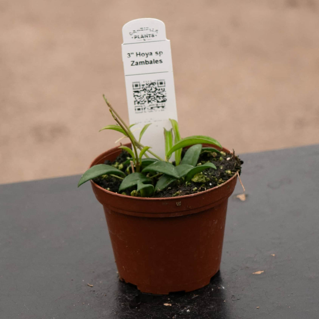Gabriella Plants Hoya 3" Hoya sp. Zambales