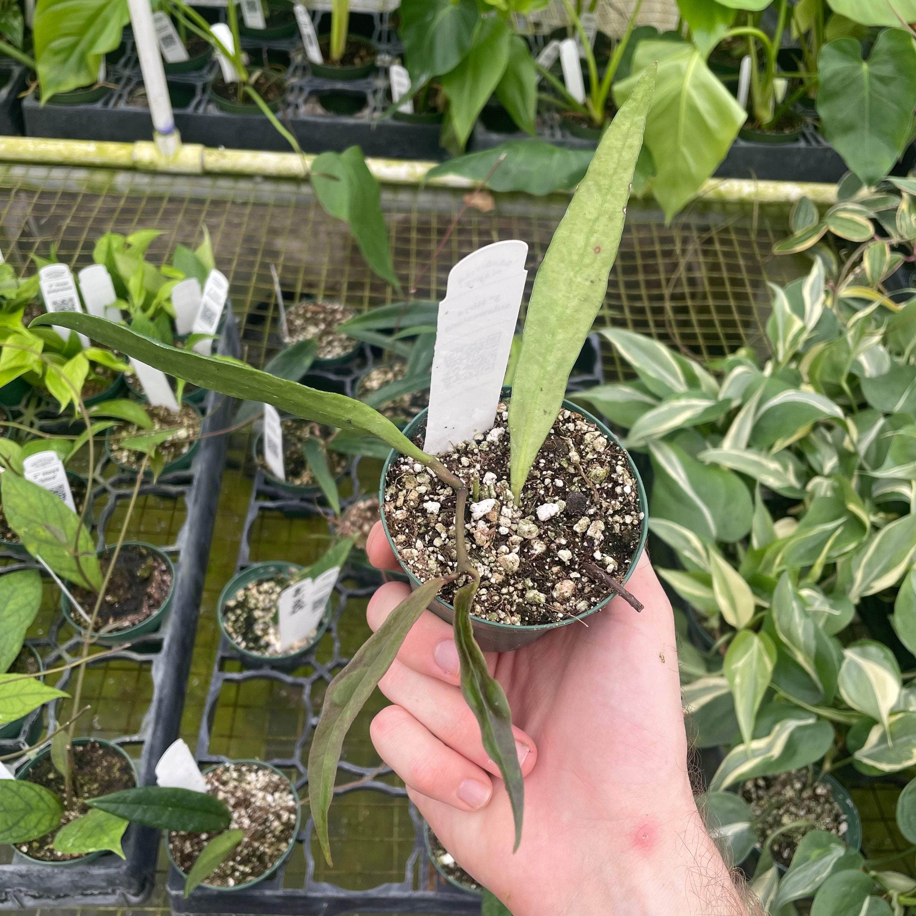 Hoya sulawesiana – Gabriella Plants