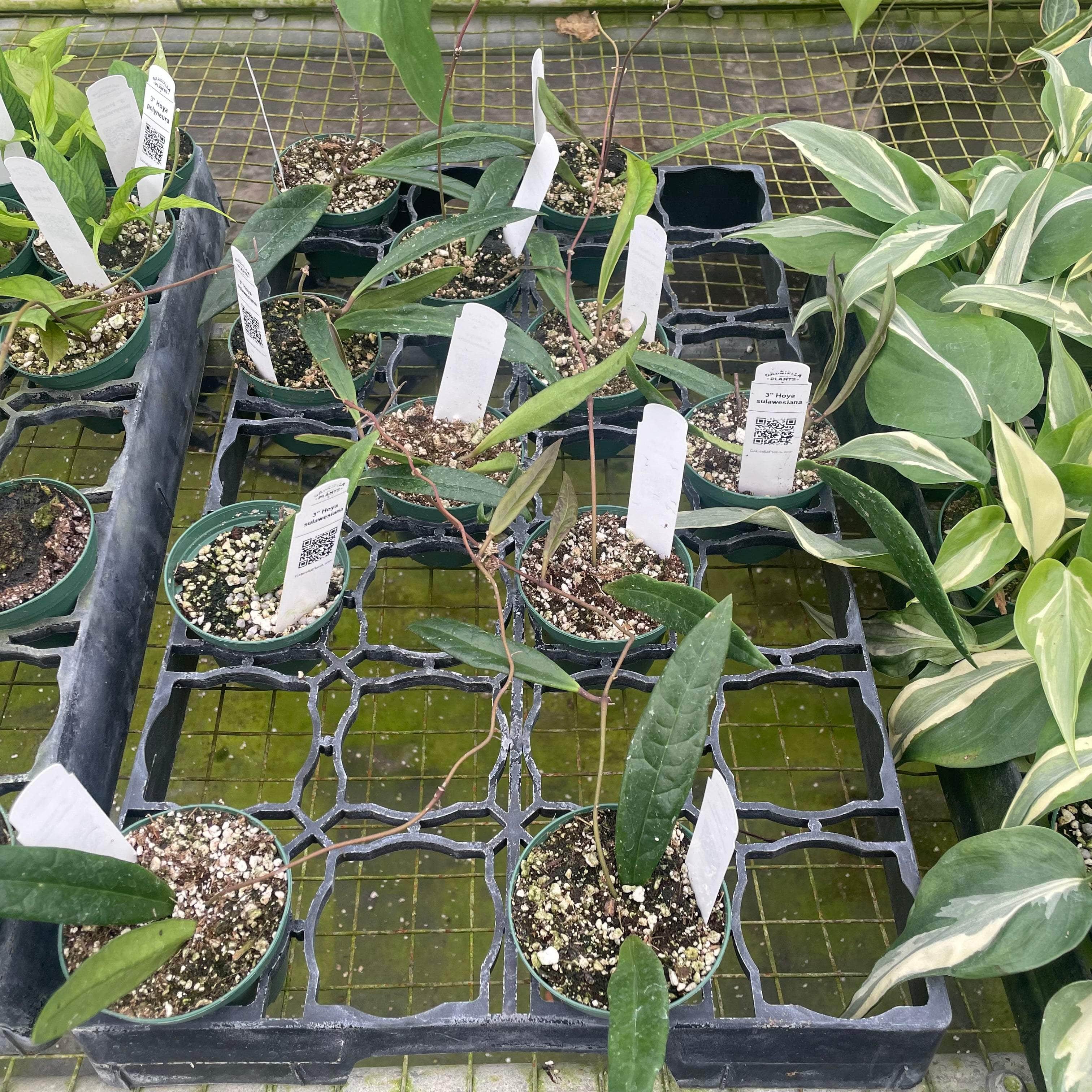 Hoya sulawesiana – Gabriella Plants