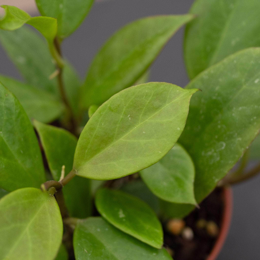 Gabriella Plants Hoya Hoya 'Sunrise'
