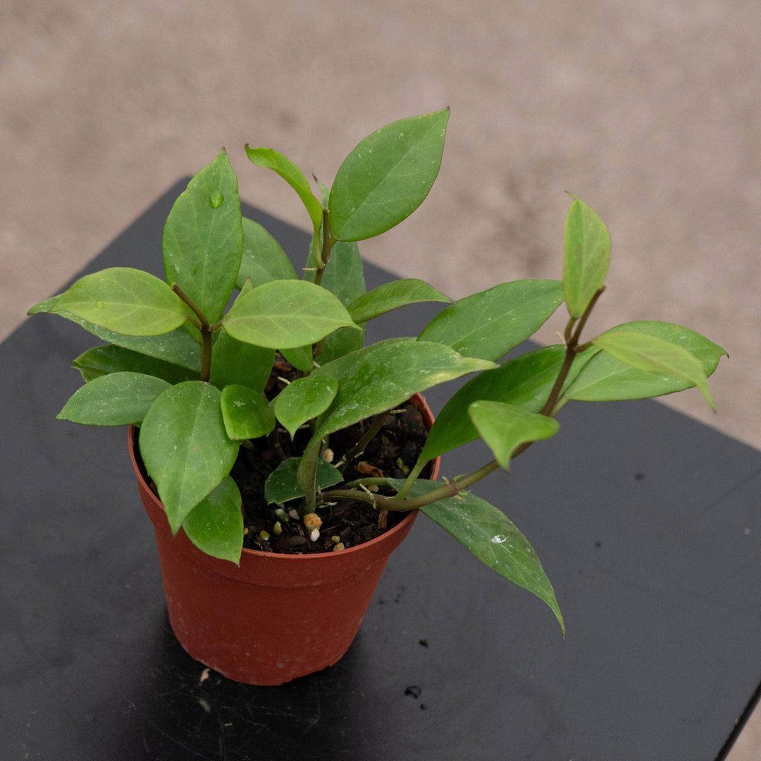 Gabriella Plants Hoya Hoya 'Sunrise'