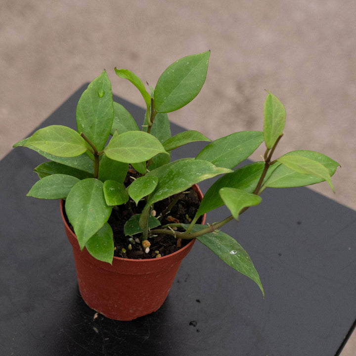 Gabriella Plants Hoya Hoya 'Sunrise'