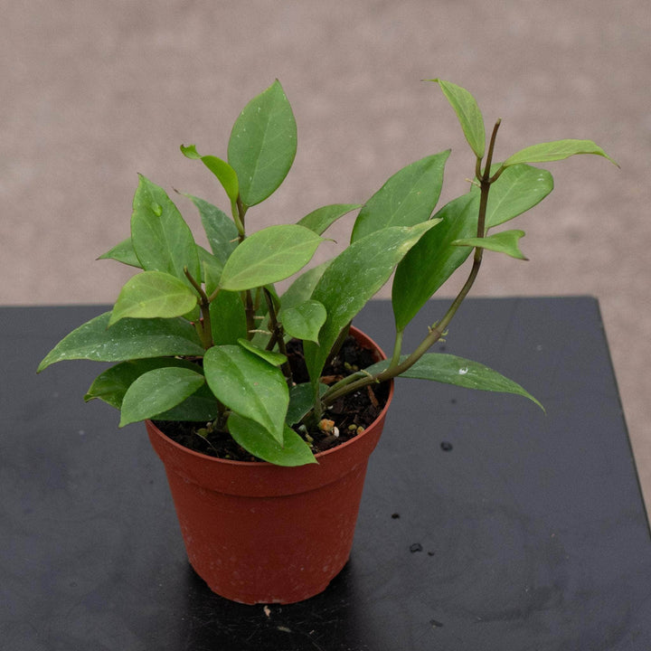 Gabriella Plants Hoya Hoya 'Sunrise'