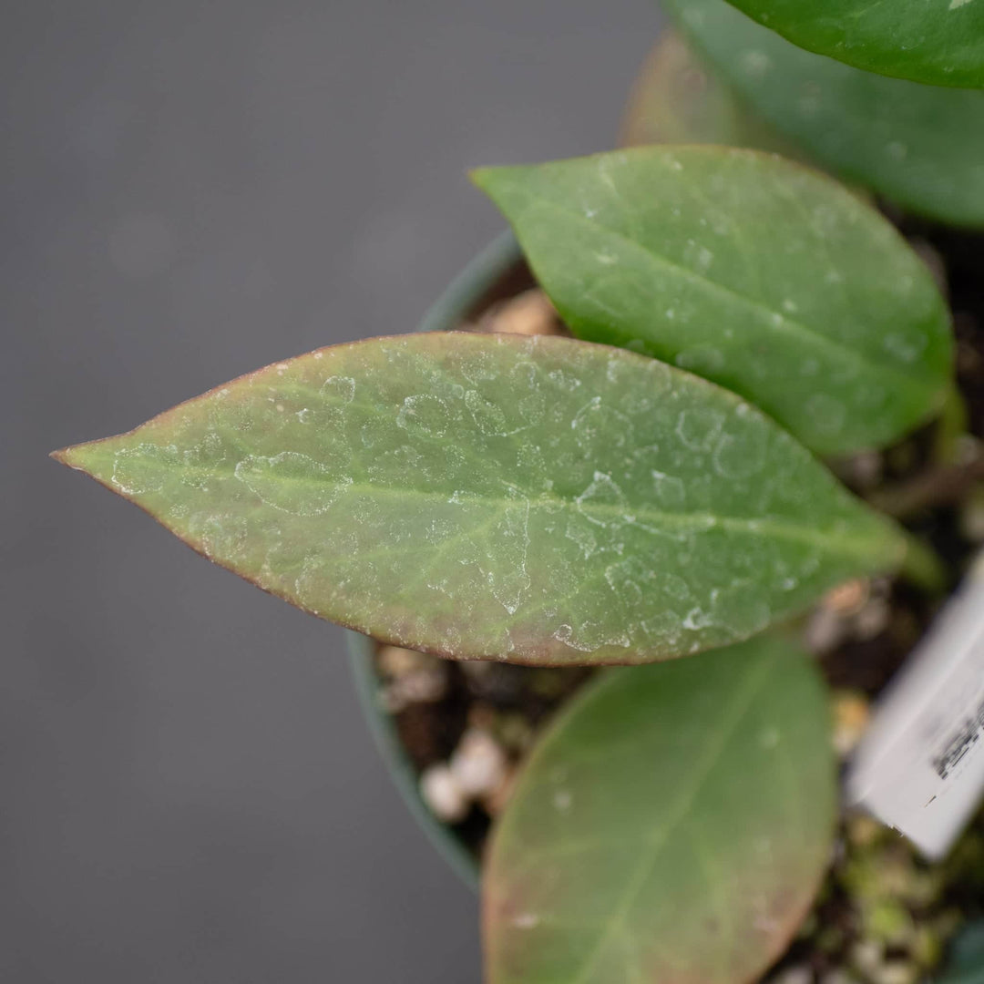 Gabriella Plants Hoya Hoya 'Sunrise'