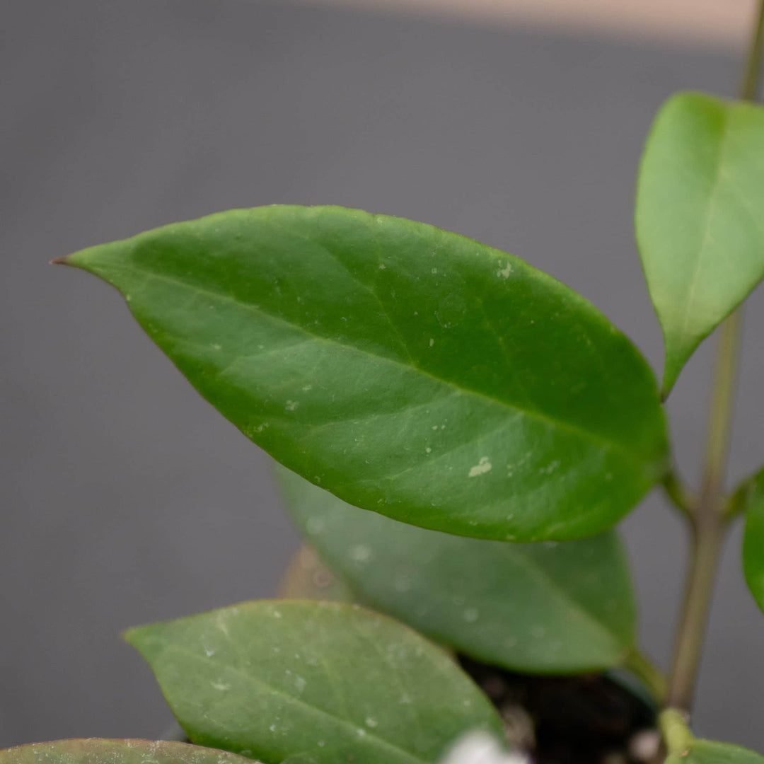 Gabriella Plants Hoya Hoya 'Sunrise'