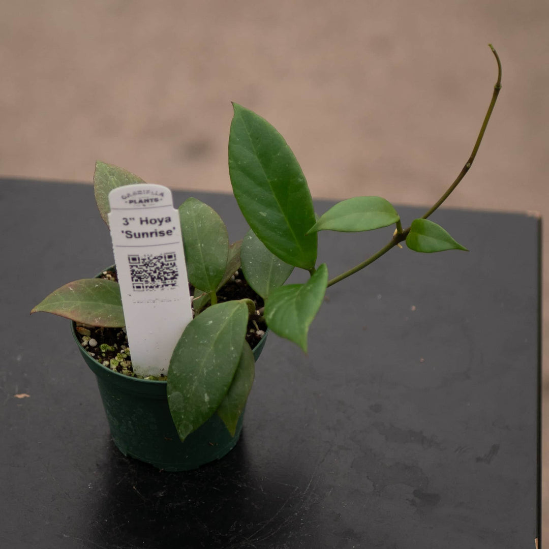 Gabriella Plants Hoya Hoya 'Sunrise'