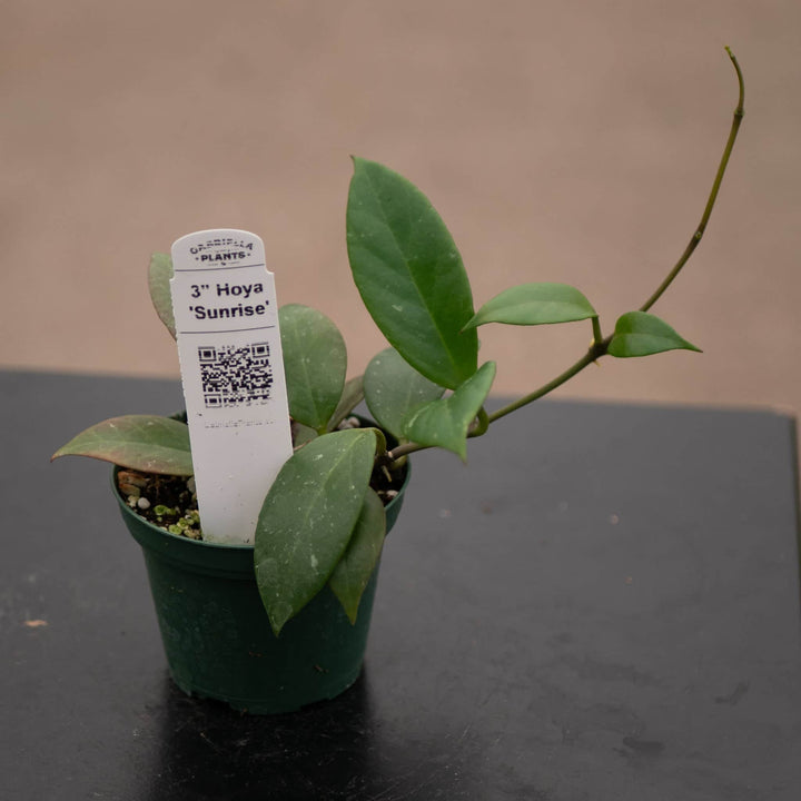 Gabriella Plants Hoya Hoya 'Sunrise'