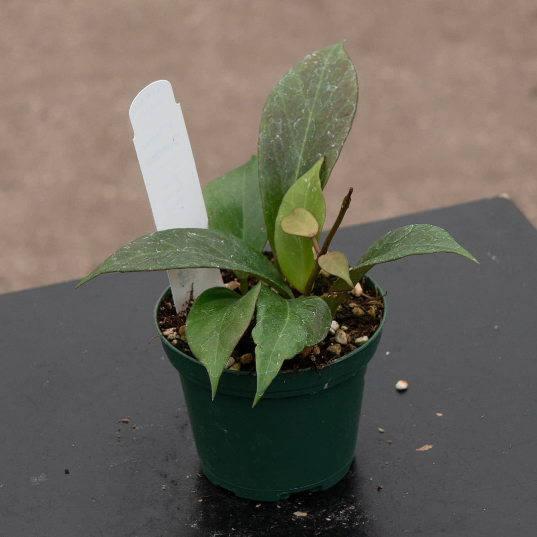 Gabriella Plants Hoya Hoya 'Sunrise'