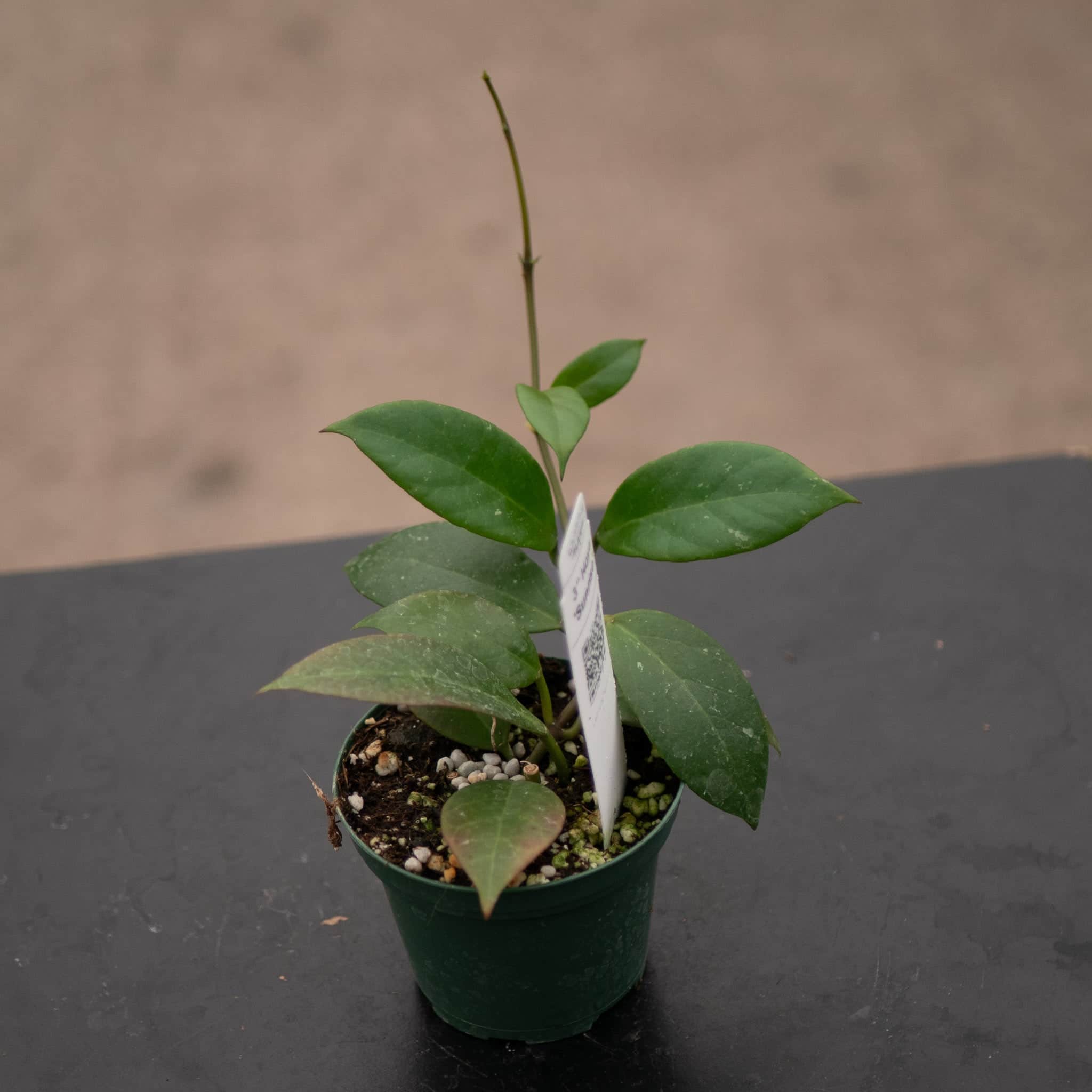 Hoya 'Sunrise' - Gabriella Plants