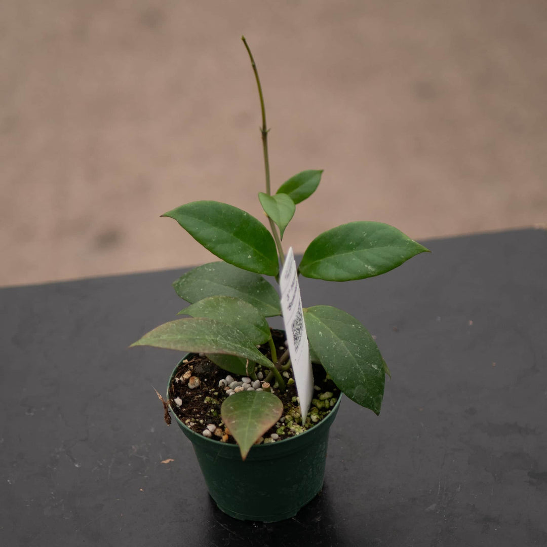 Gabriella Plants Hoya 3" Hoya 'Sunrise'