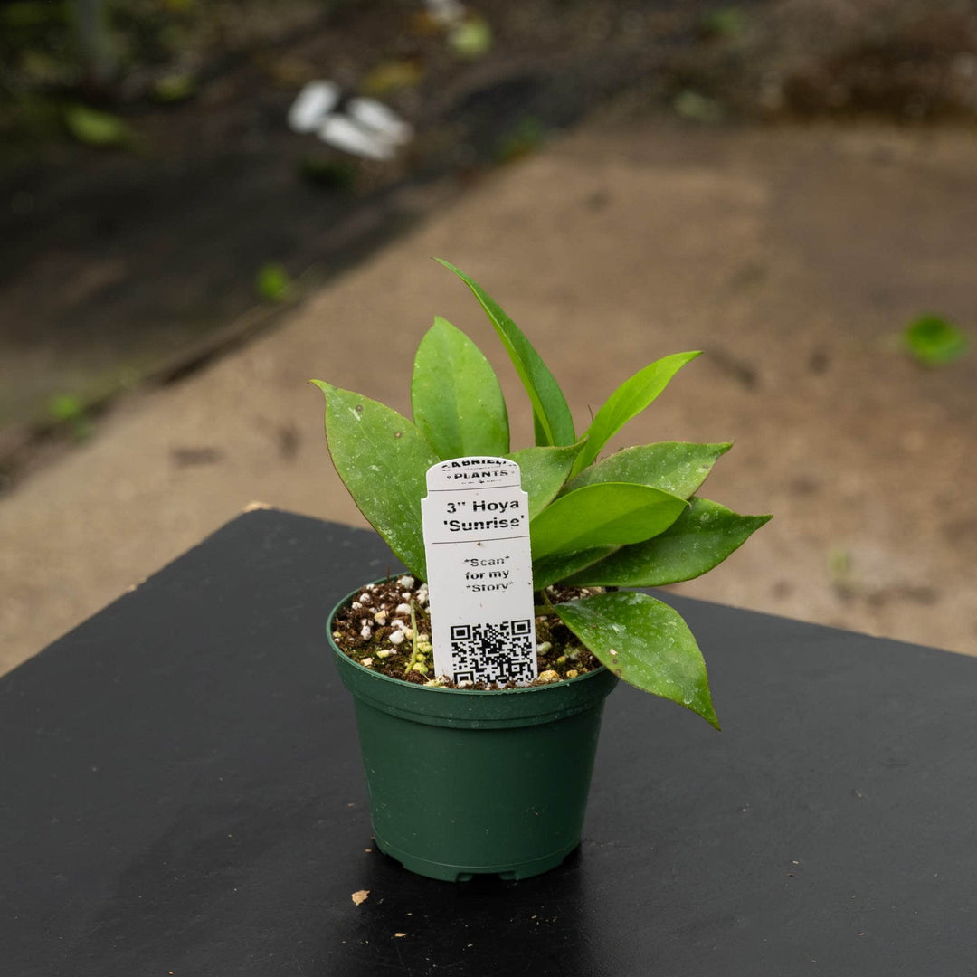 Gabriella Plants Hoya 3" Hoya 'Sunrise'