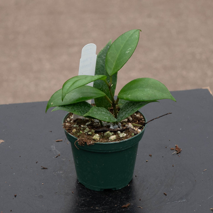 Gabriella Plants Hoya 3" Hoya &