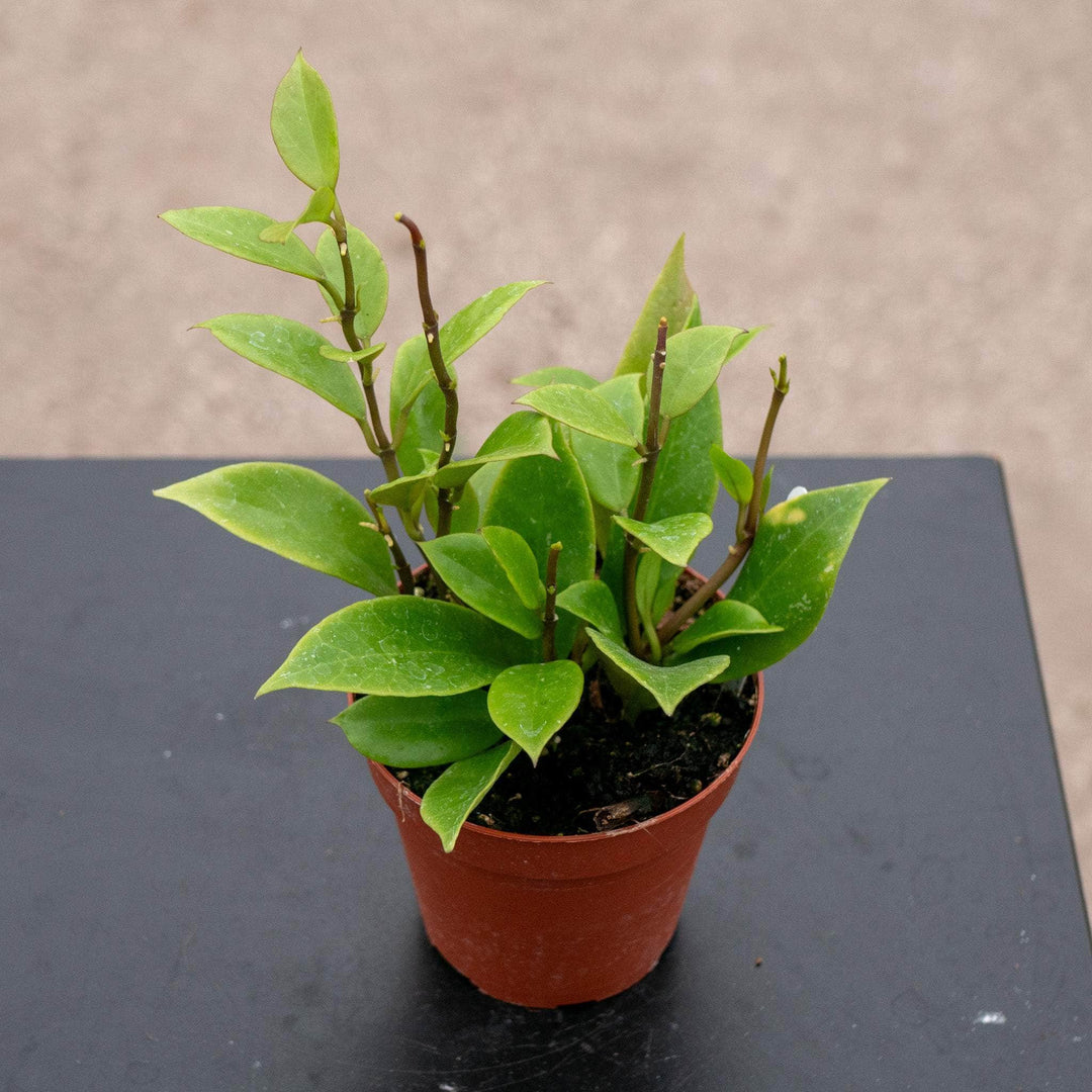 Gabriella Plants Hoya 4" Hoya 'Sunrise'