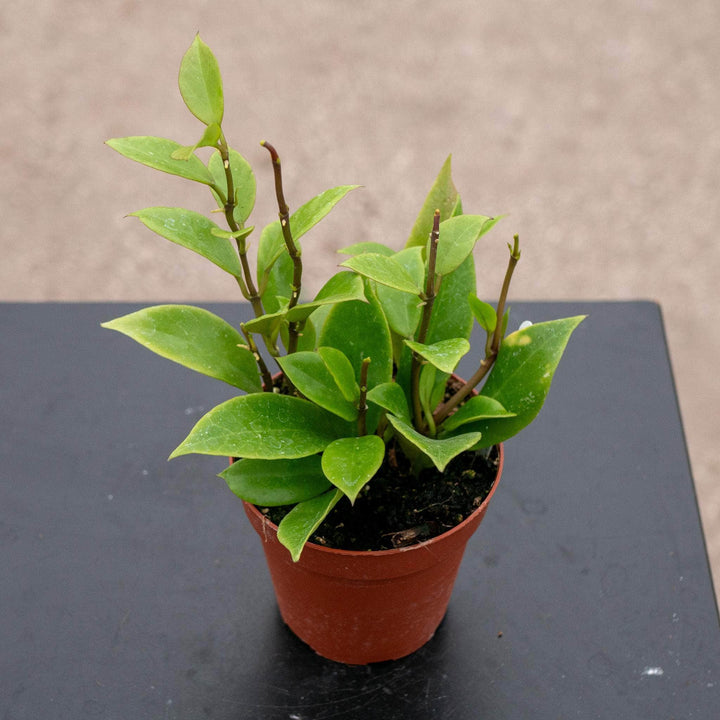 Gabriella Plants Hoya 4" Hoya 'Sunrise'