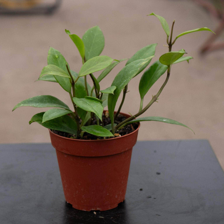 Gabriella Plants Hoya 4" Hoya 'Sunrise'