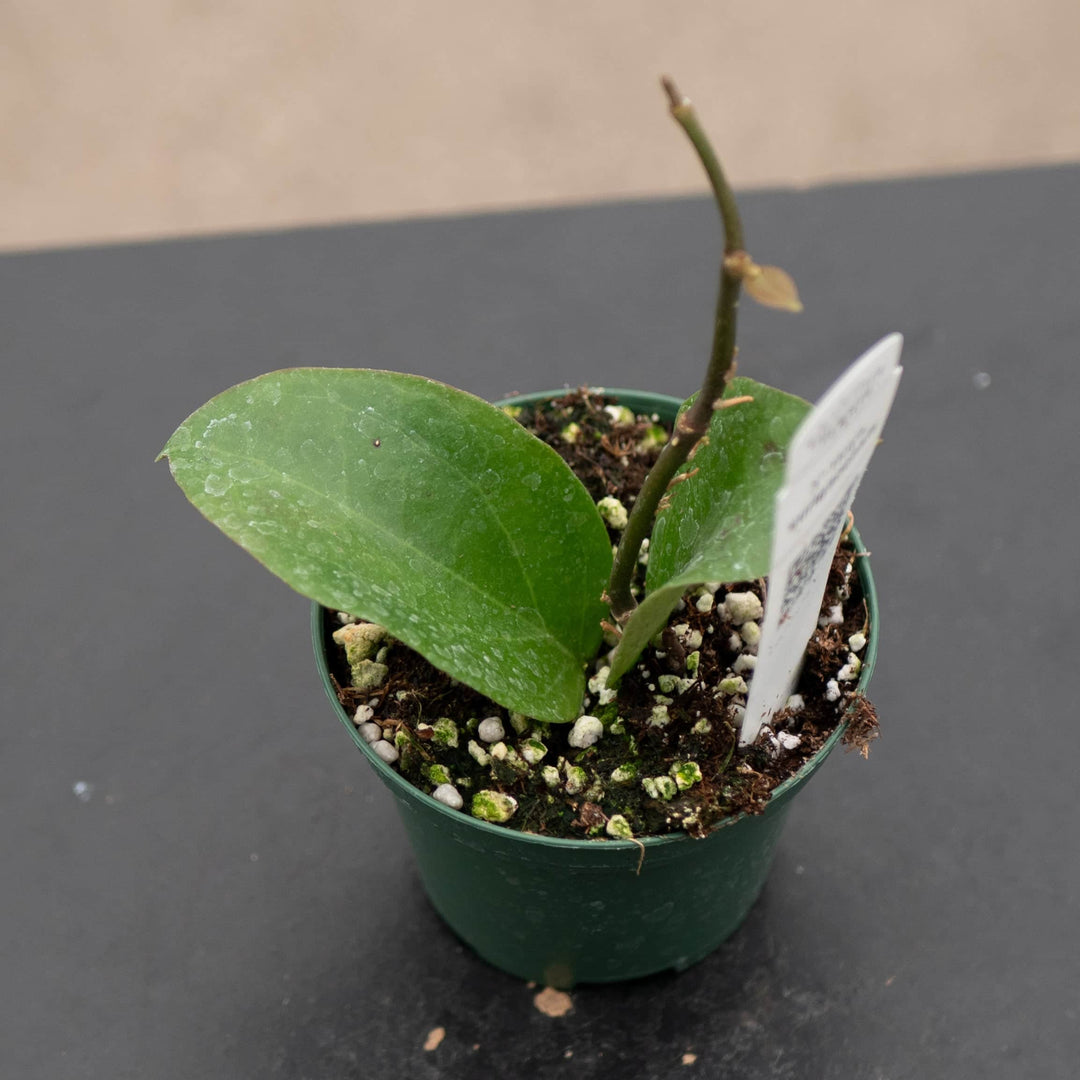 Gabriella Plants Hoya 3" Hoya surigaoensis