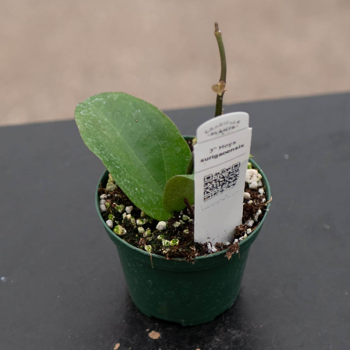 Gabriella Plants Hoya 3" Hoya surigaoensis