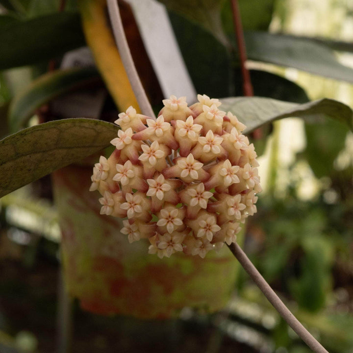 Gabriella Plants Hoya 3" Hoya 'Tequila Sunrise'