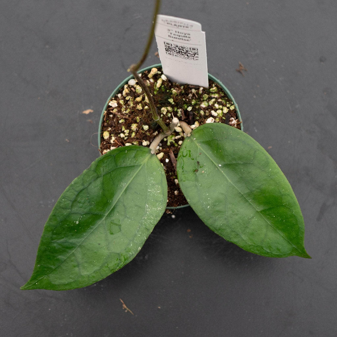 Gabriella Plants Hoya 3" Hoya 'Tequila Sunrise'