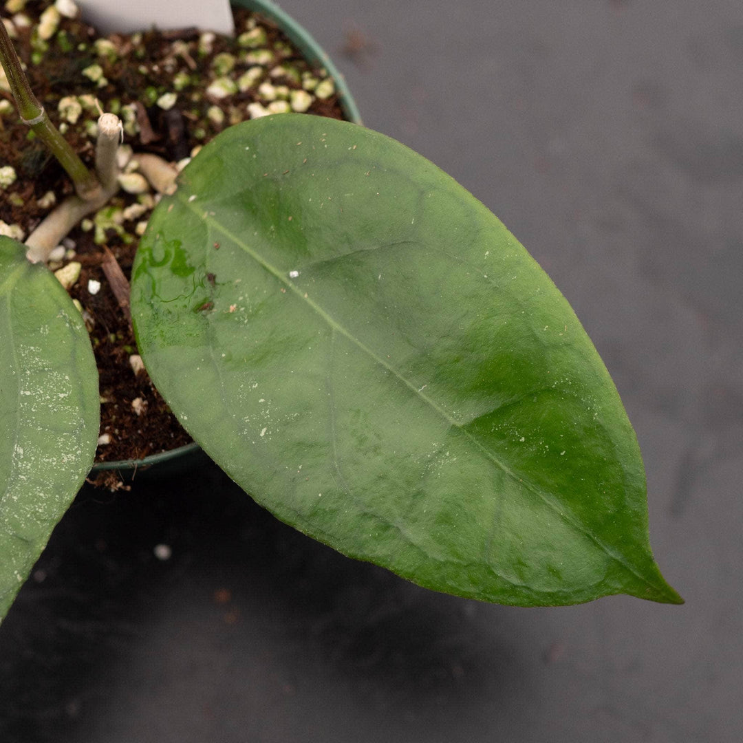 Gabriella Plants Hoya 3" Hoya 'Tequila Sunrise'