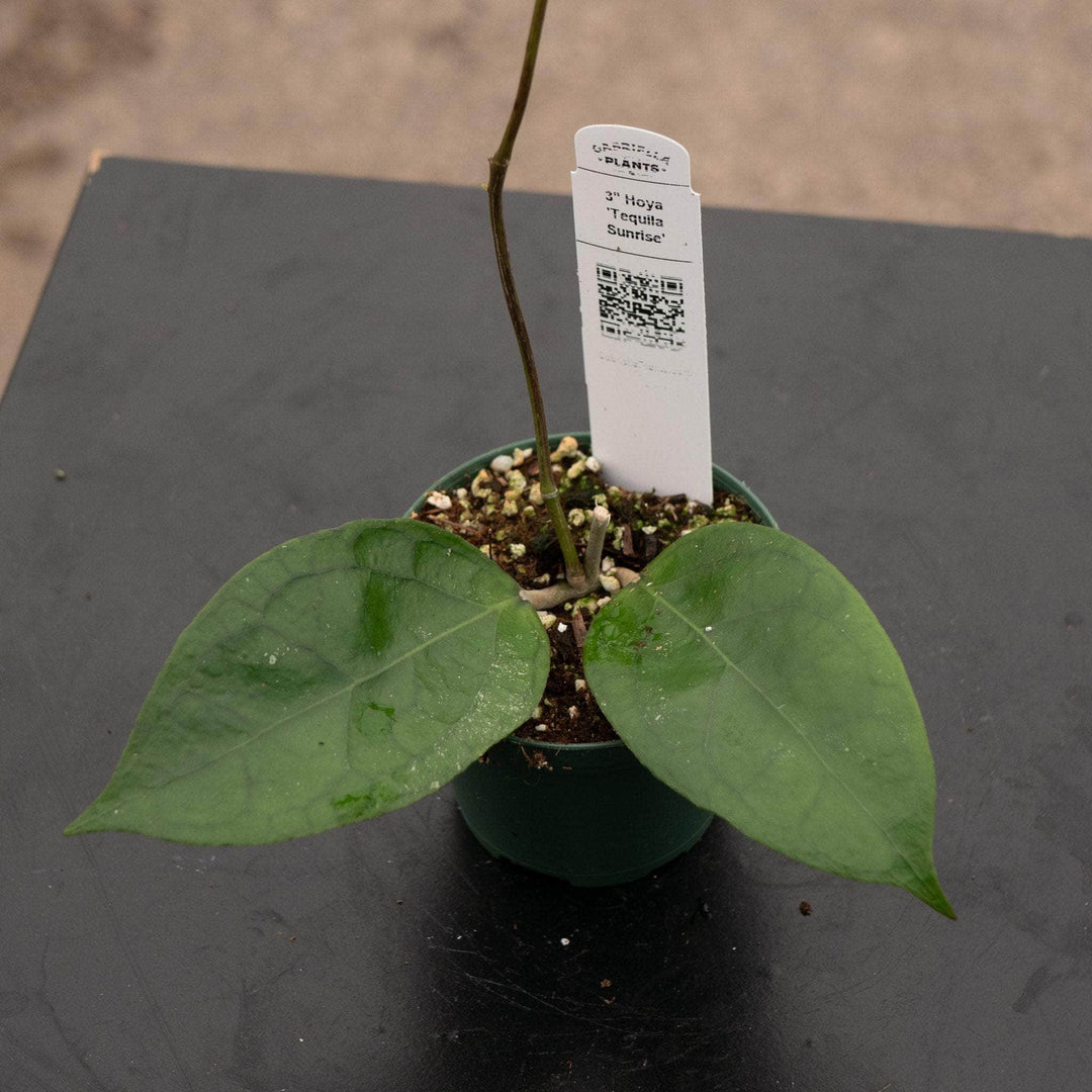 Gabriella Plants Hoya 3" Hoya 'Tequila Sunrise'