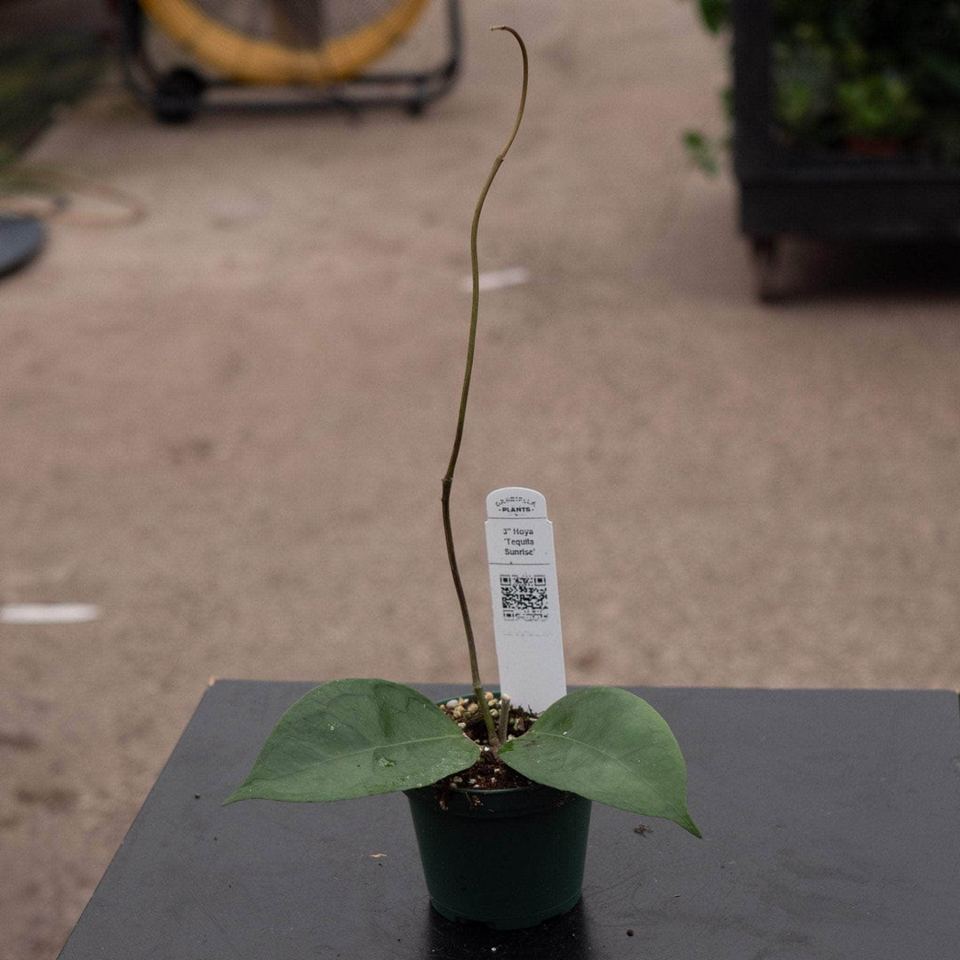 Gabriella Plants Hoya 3" Hoya 'Tequila Sunrise'