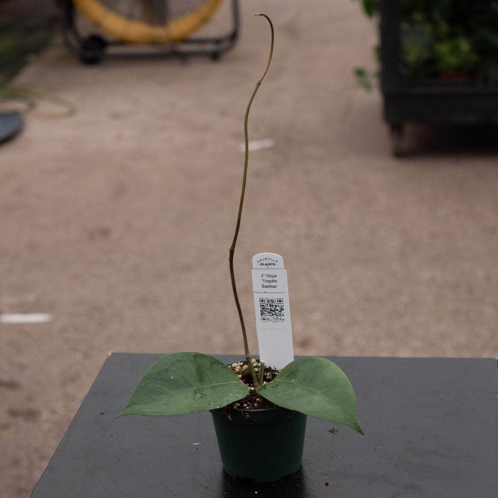 Gabriella Plants Hoya 3" Hoya 'Tequila Sunrise'