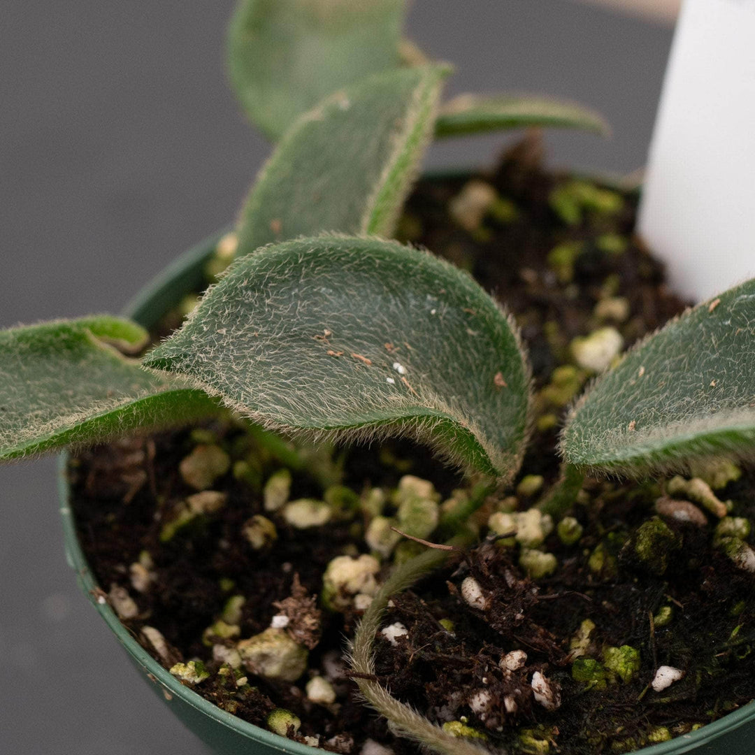 Gabriella Plants Hoya Hoya thomsonii