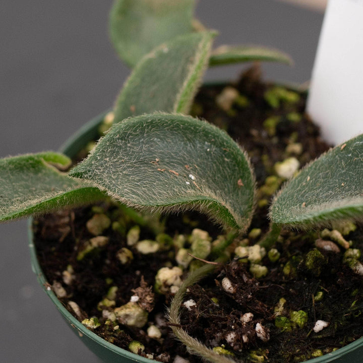 Gabriella Plants Hoya Hoya thomsonii