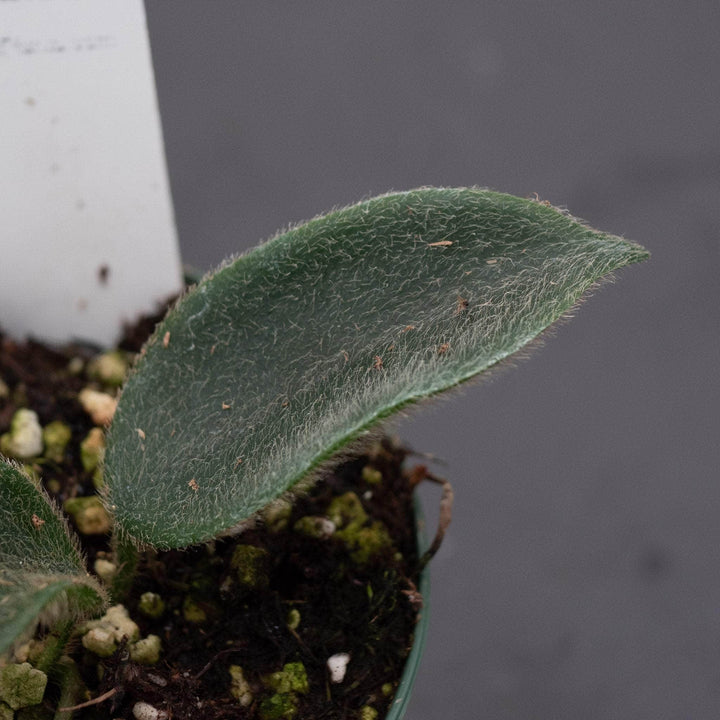 Gabriella Plants Hoya Hoya thomsonii