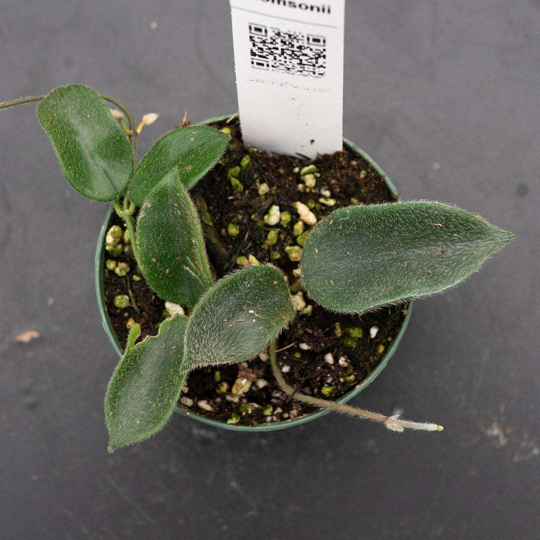 Gabriella Plants Hoya Hoya thomsonii