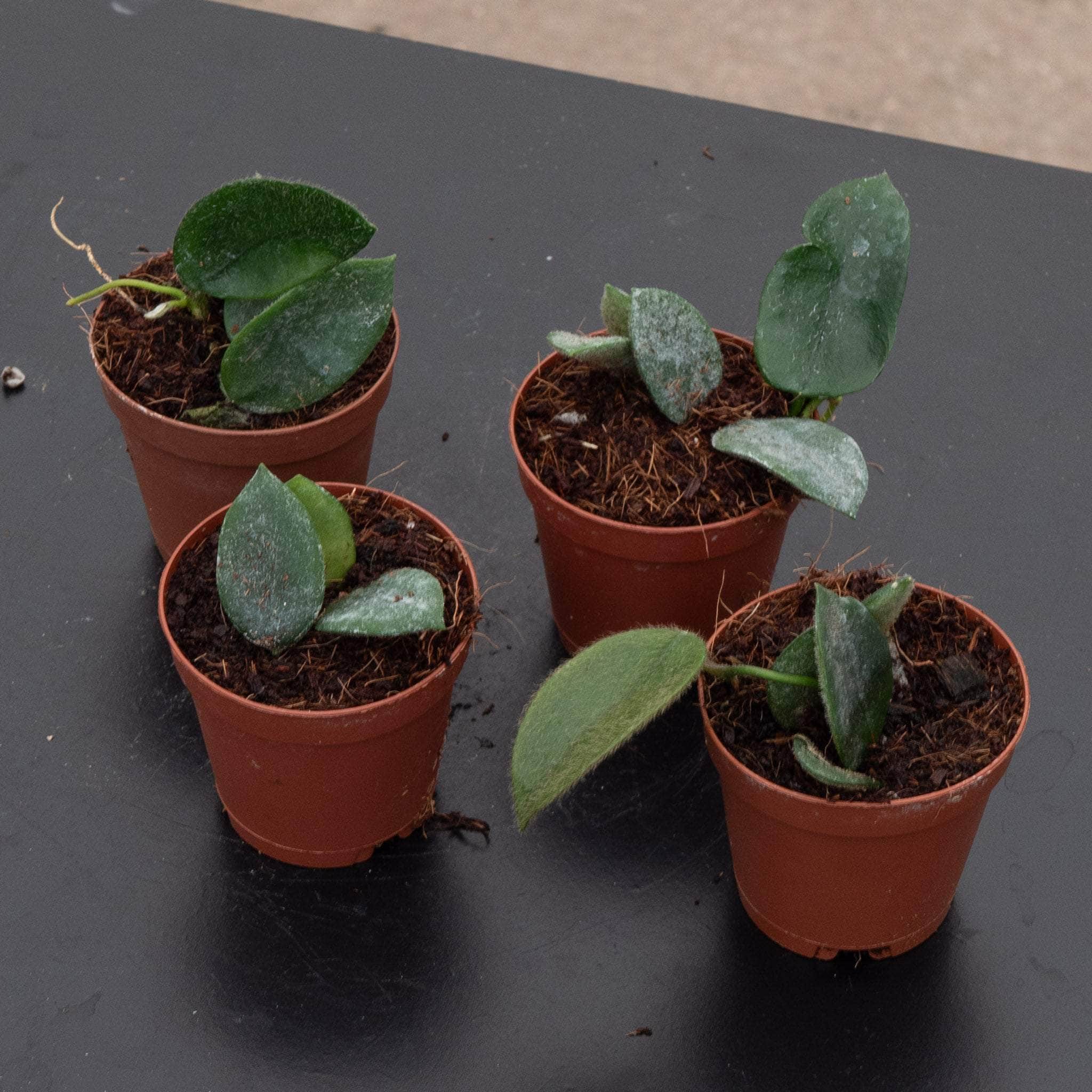 gabriella-plants-hoya-