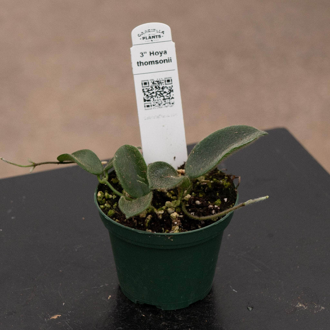 Gabriella Plants Hoya 3" Hoya thomsonii