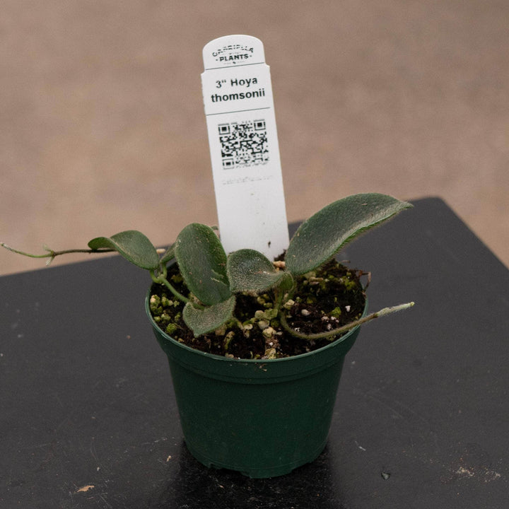 Gabriella Plants Hoya 3" Hoya thomsonii