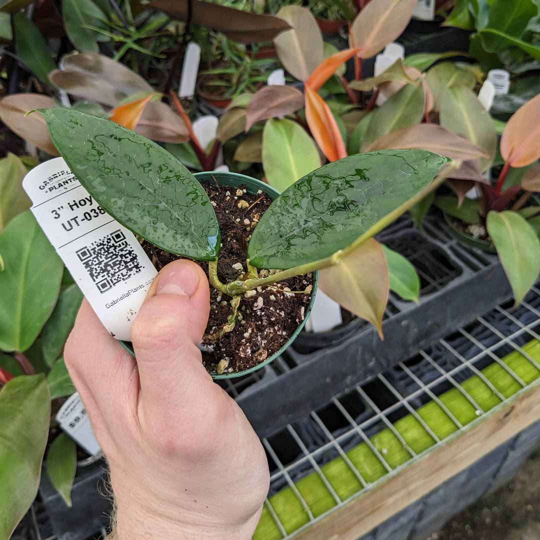 Gabriella Plants 3” Hoya UT-038