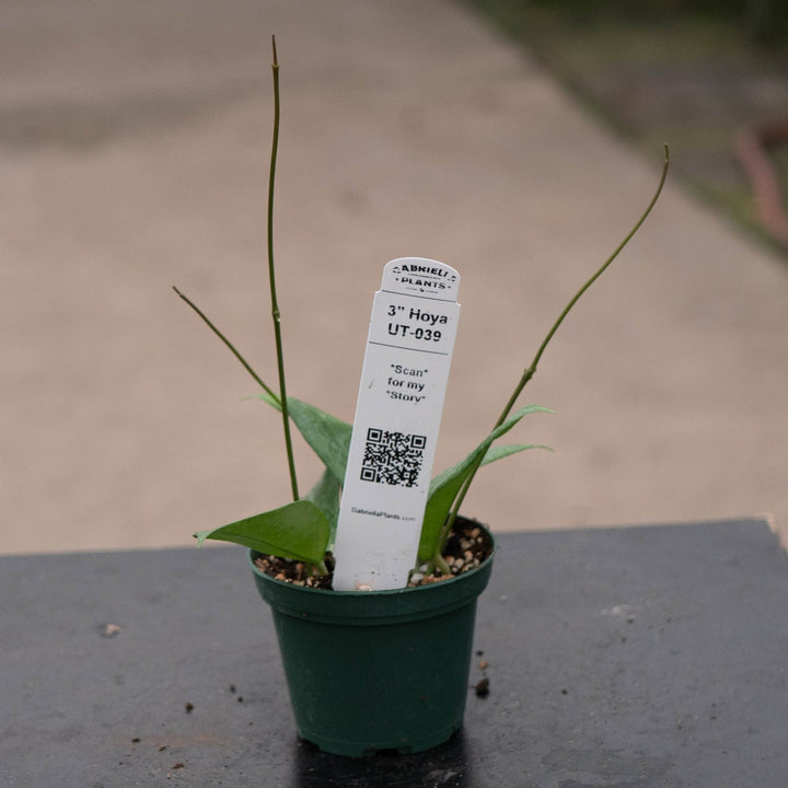 Gabriella Plants Hoya 3" Hoya UT-039