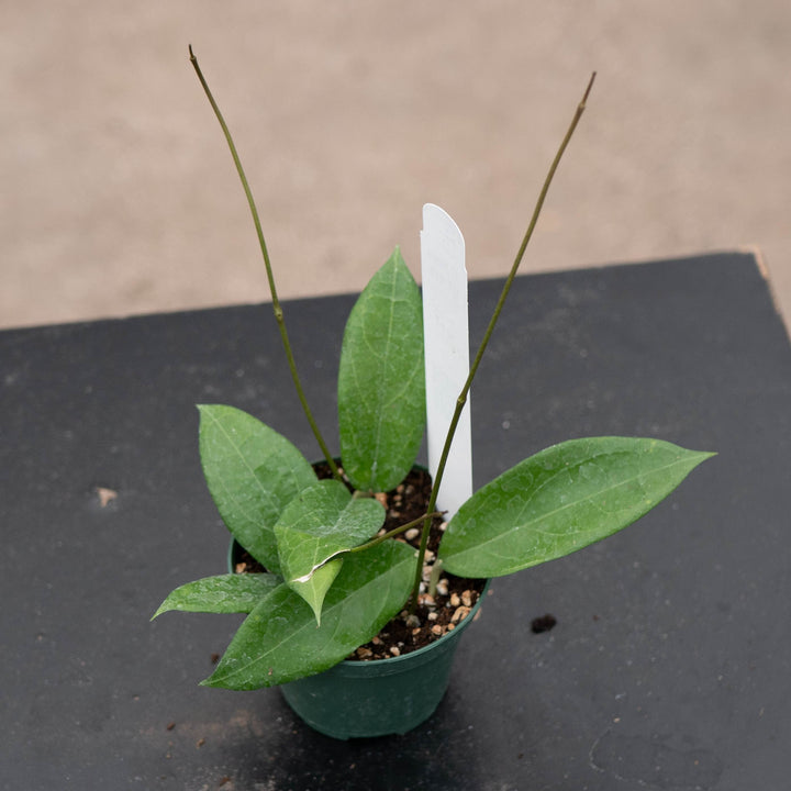 Gabriella Plants Hoya 3" Hoya UT-039