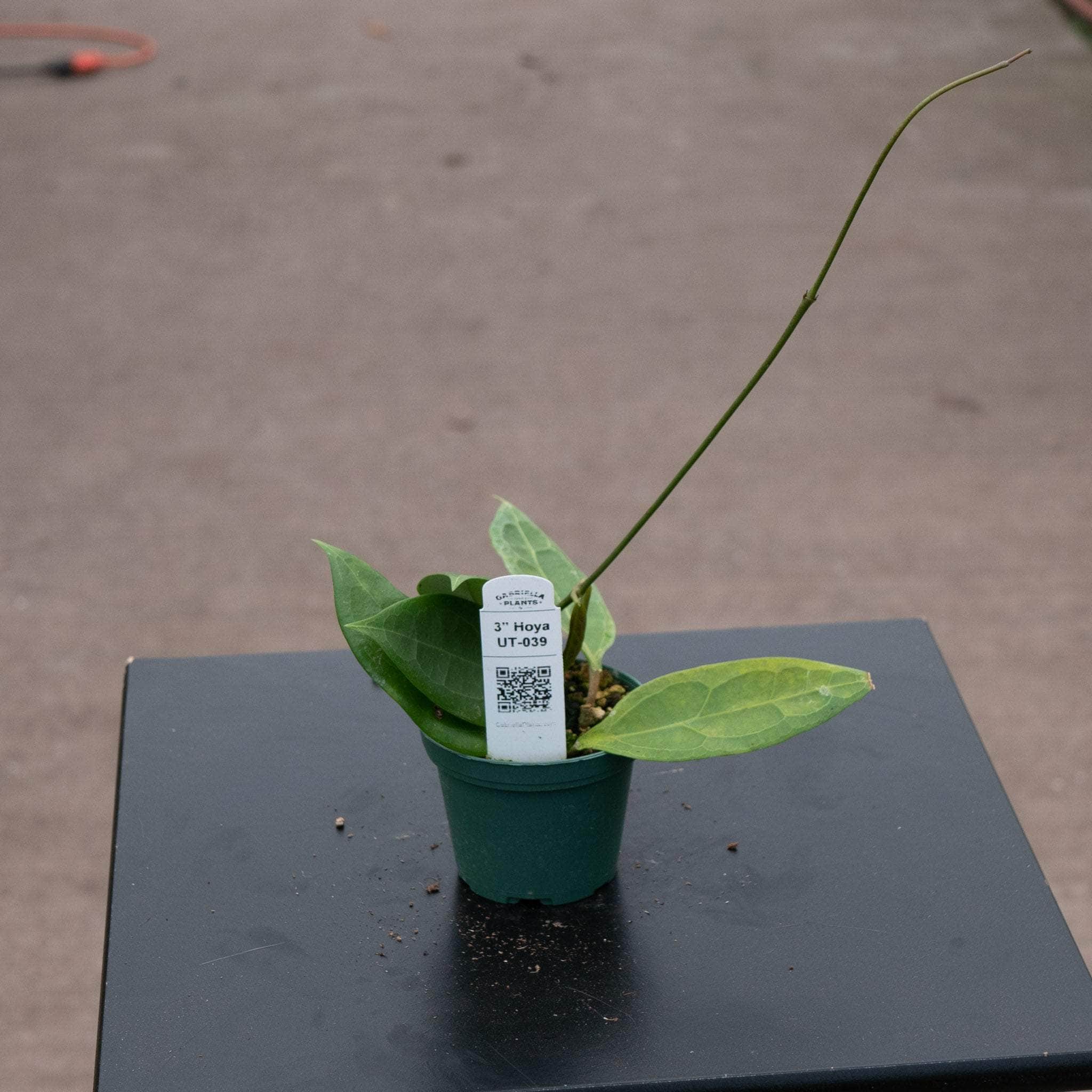 Hoya UT-039 - Gabriella Plants