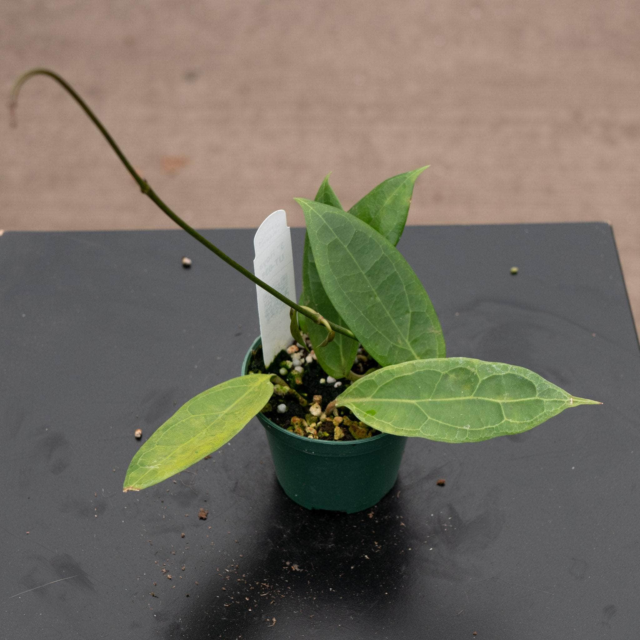 Hoya UT-039 - Gabriella Plants