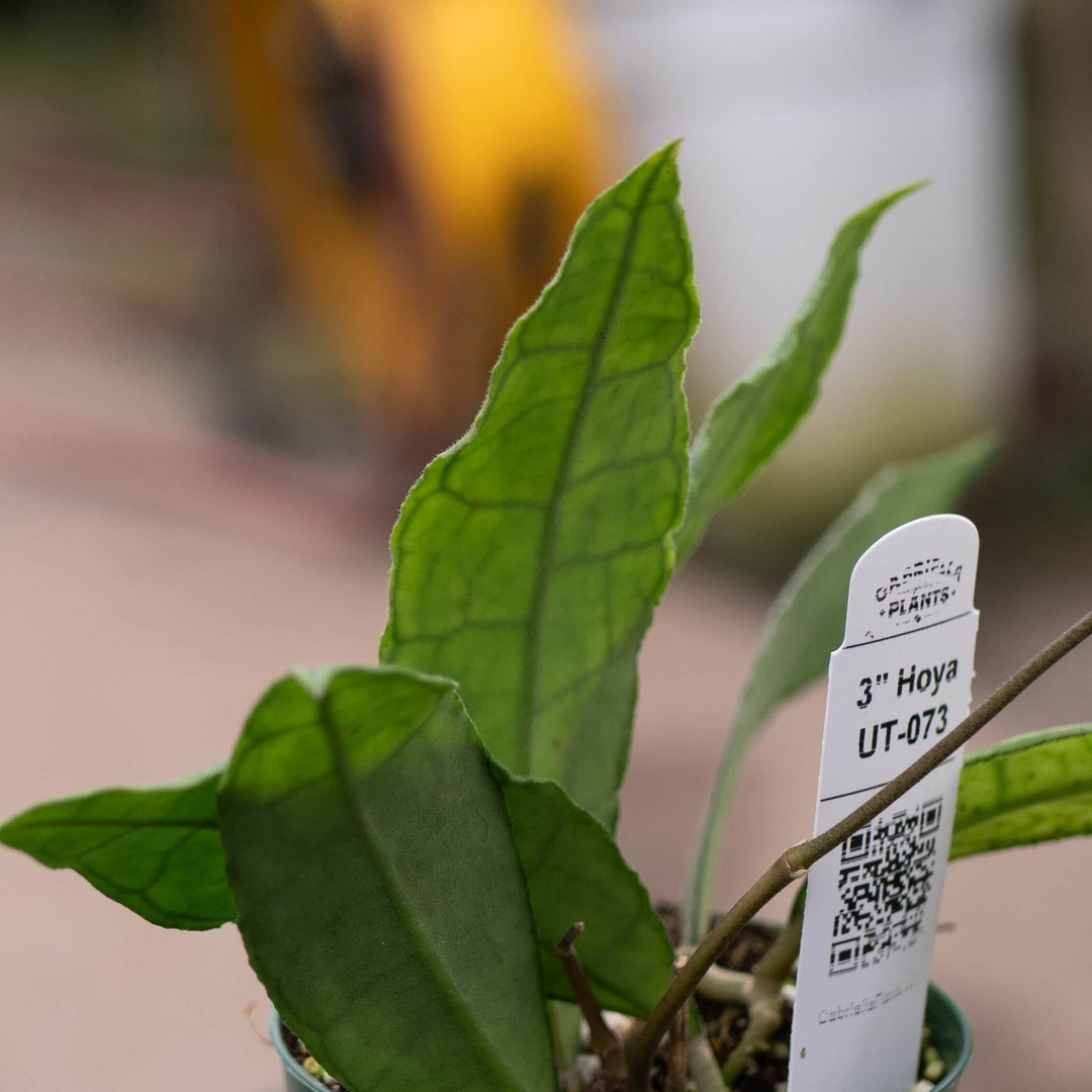 Gabriella Plants Hoya Hoya UT-073