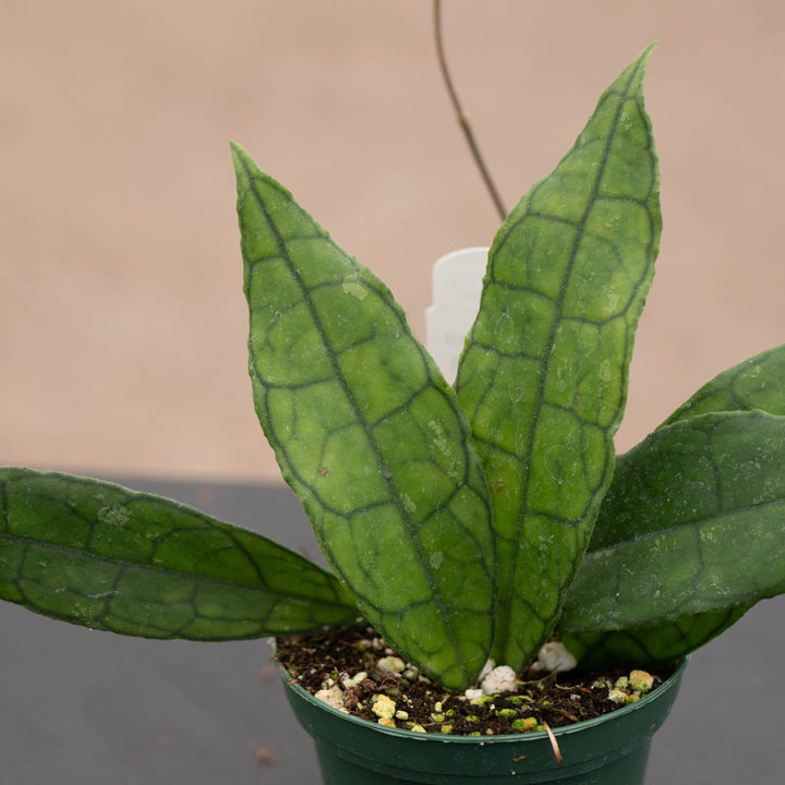 Gabriella Plants Hoya Hoya UT-073