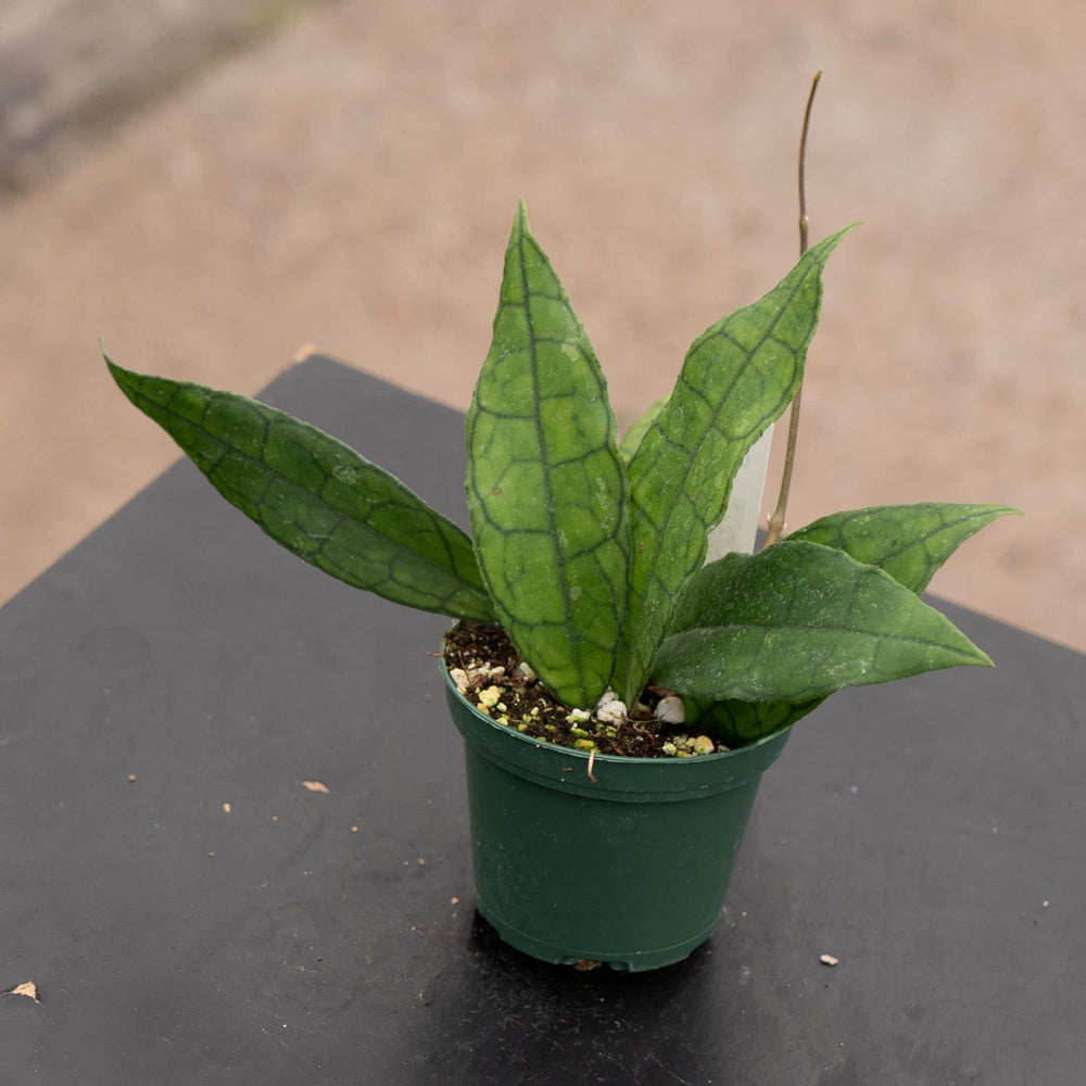 Gabriella Plants Hoya Hoya UT-073