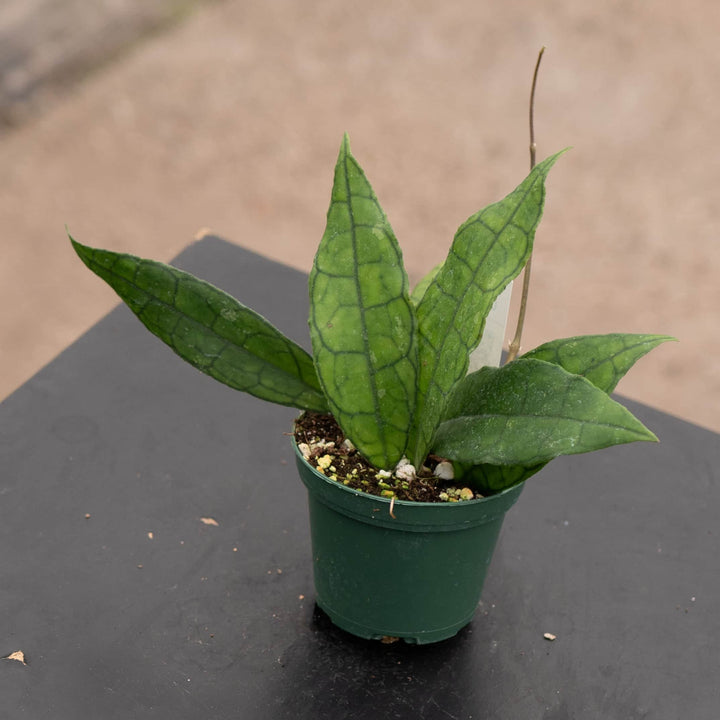 Gabriella Plants Hoya Hoya UT-073