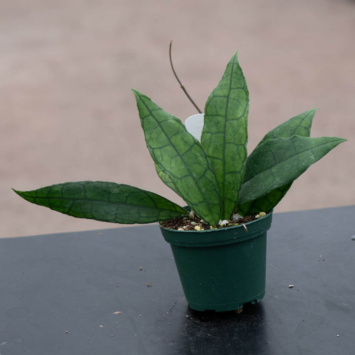 Gabriella Plants Hoya 3" Hoya UT-073