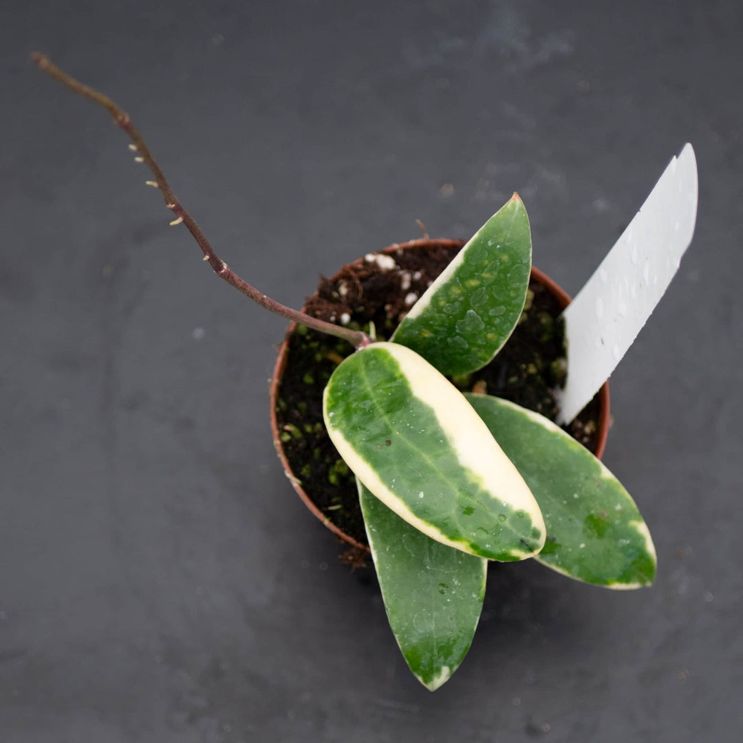 Gabriella Plants Hoya 3" Hoya verticillata 'Albomarginata'